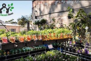 Newtown Garden Market
