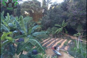 Noosa Forest Retreat; Community & Permaculture Course Center Qld