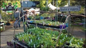 Northey Street City Farm