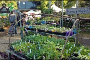 Northey Street City Farm