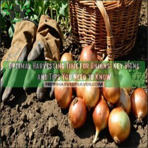 optimal harvesting time for onions
