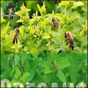 Oregano