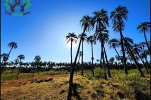 Parque Nacional El Palmar