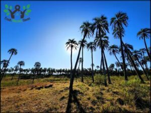 Parque Nacional El Palmar