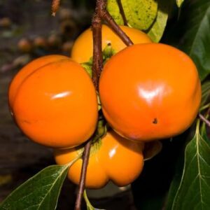 Persimmon Tree Live Plant for B0CZRMG595