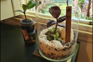 Photosynthesis