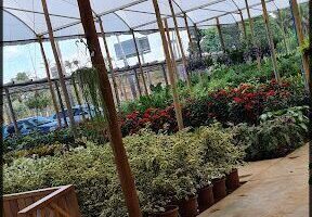 Plantari Plantas e paisagismo