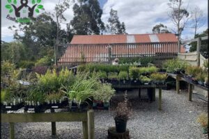 Plants of Tasmania Nursery