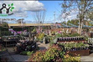 Plants Plus - Devonport Nursery