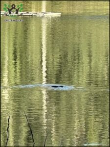 Platypus