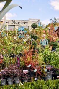 Poyntons Nursery