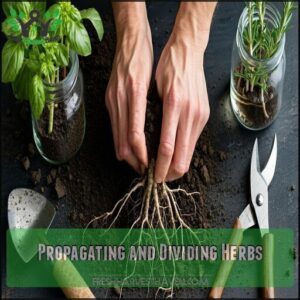 Propagating and Dividing Herbs