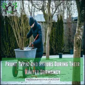 Prune Trees and Shrubs During Their Winter Dormancy