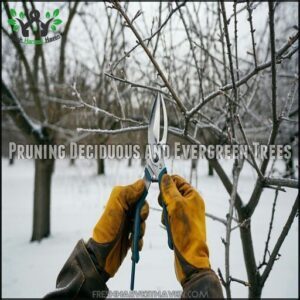 Pruning Deciduous and Evergreen Trees
