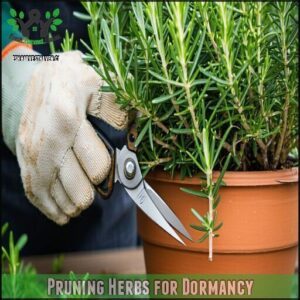 Pruning Herbs for Dormancy