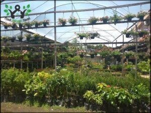 Recife Garden Center