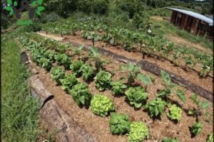 Red Soil Organics