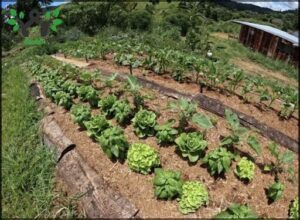 Red Soil Organics