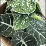 Satin pathos- Alocasia black velvet