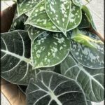 Satin pathos- Alocasia black velvet
