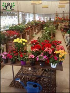 Savia Vivero Grow Cba