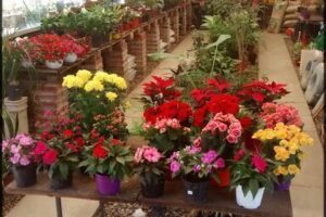 Savia Vivero Grow Cba