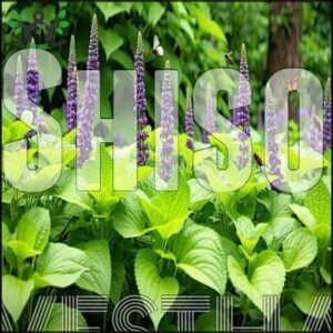 Shiso
