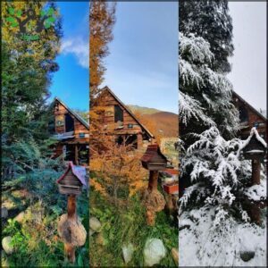 Siberianos de Fuego