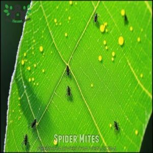 Spider Mites