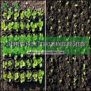 Starting From Transplants or Seeds