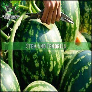 Stem and Tendrils