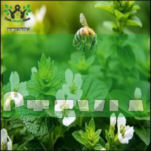 Stevia