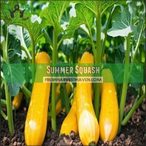 summer squash