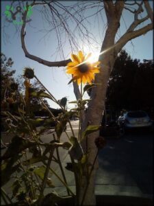 Sunflower ( metro station)