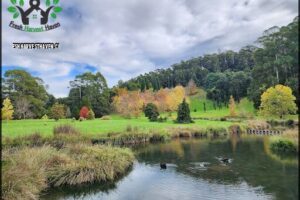 Tasmanian Arboretum
