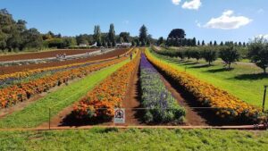 Tesselaar Flower Farm