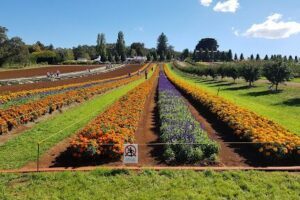 Tesselaar Flower Farm