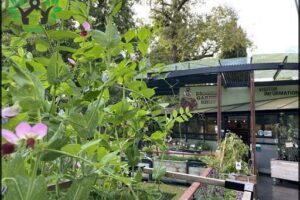 The Diggers Club Garden Shop - Adelaide