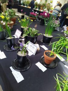 The Ferny Creek Horticultural Society Inc.