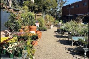 The Garden Botanicus Perfectus