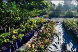 The Garden Nursery