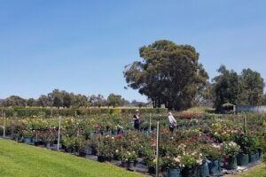 The Swiss Rose Garden Nursery