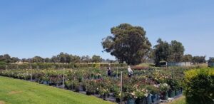 The Swiss Rose Garden Nursery