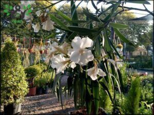there are many potted plants in the garden with white flowers