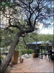 there is a tree that is growing on the deck of a house