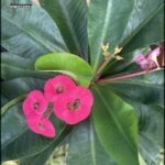 Three pink flowers bloom on a green plant.