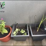 Three potted plants are placed on a wooden deck, each in a different pot.