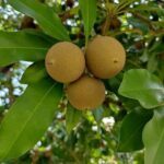 Three ripe kiwi fruits hanging from a tree.