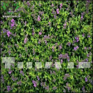 Thyme