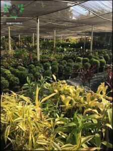 Transplantas Garden Center - Taguatinga
